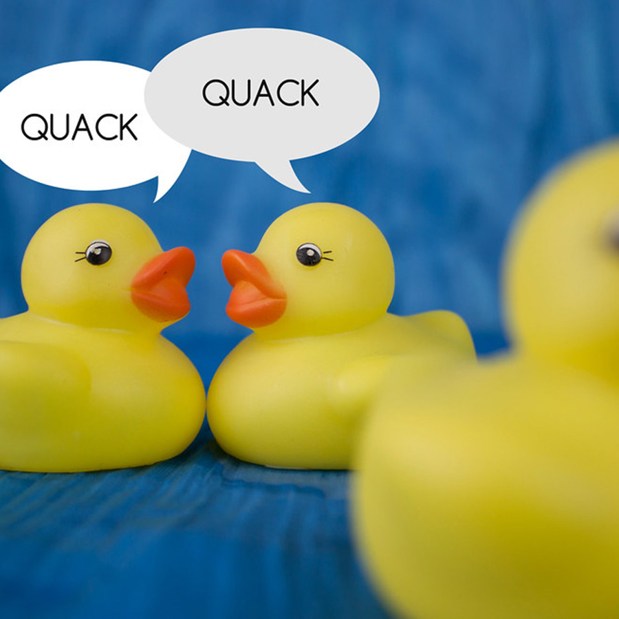 ducks gossip